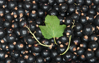 Similar image 1107511