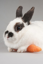 Similar image 1107519