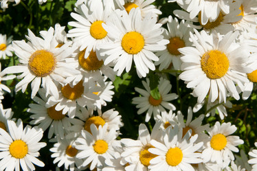 Similar image 1107530