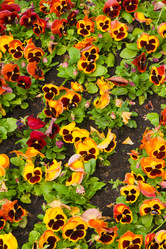 Similar image 1107561