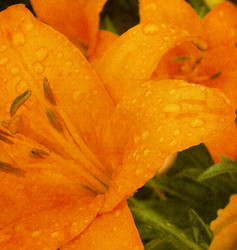 Similar image 1108405