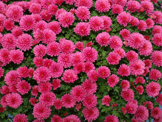 Similar image 1108418