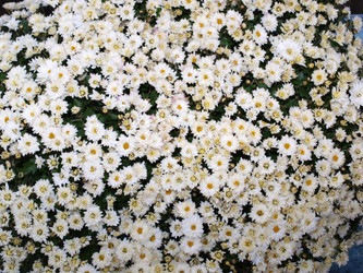 Similar image 1108419