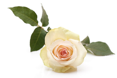 Similar image 1108445