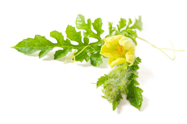 Similar image 1109742