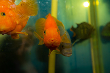 Similar image 1109808