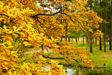 Similar image 1110361