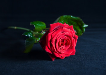 Similar image 1110681