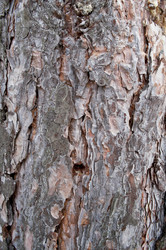 Similar image 1110838