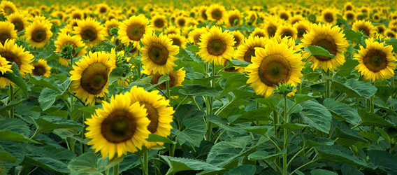 Similar image 1110866