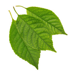 Similar image 1110899