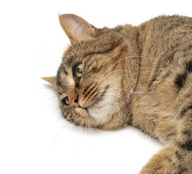 Similar image 1110969