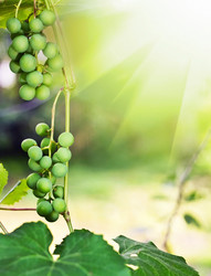 Similar image 1111176