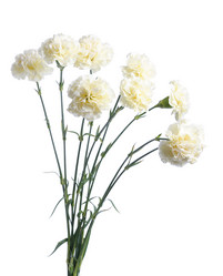 Similar image 1111281