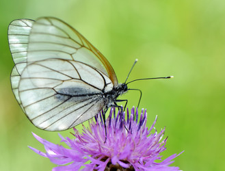 Similar image 1111285