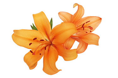 Similar image 1111582