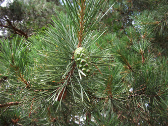 Similar image 1111965