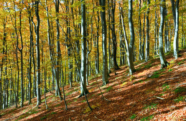 Similar image 1112333