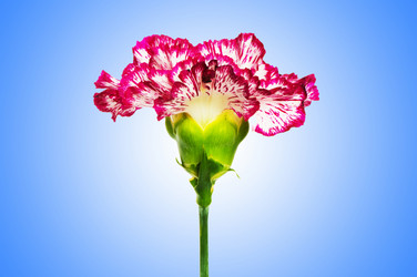 Similar image 1112596