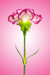 Similar image 1112598