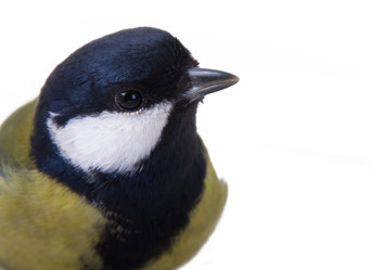 Similar image 1112626