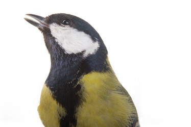 Similar image 1112629