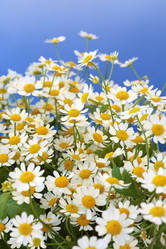 Similar image 1112659