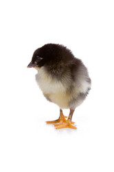 Similar image 1112980