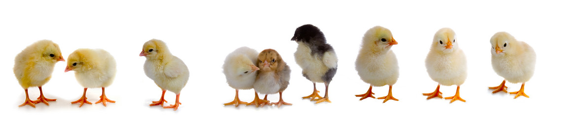 Similar image 1113004