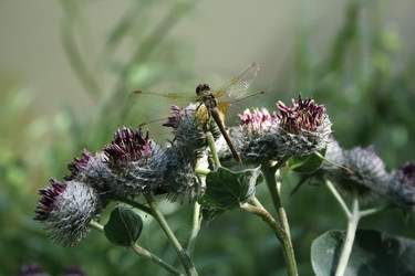 Similar image 1113022