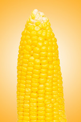 Similar image 1113603