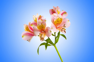 Similar image 1114099