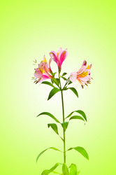 Similar image 1114100