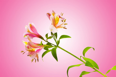 Similar image 1114101