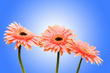 Similar image 1114694