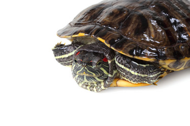 Similar image 1114940