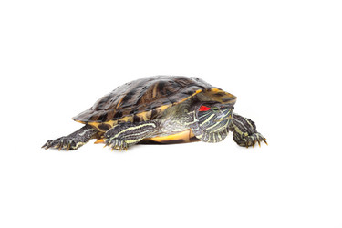 Similar image 1114941