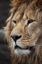 Similar image 1115097