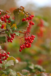 Similar image 1115150