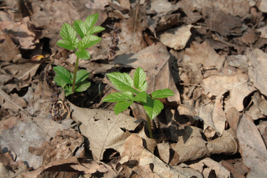 Similar image 1115192