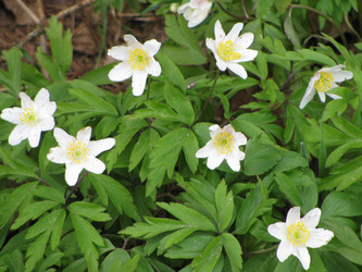 Similar image 1115411