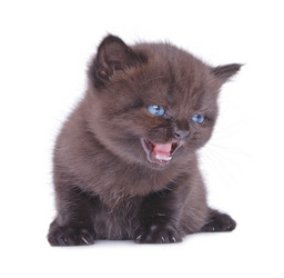 Similar image 1115945