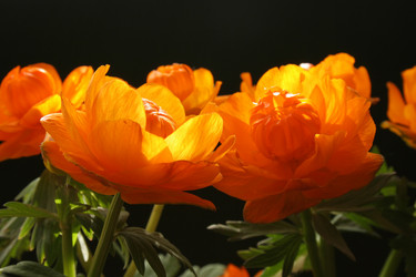 Similar image 1116218