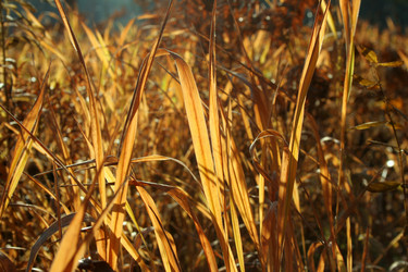 Similar image 1116223