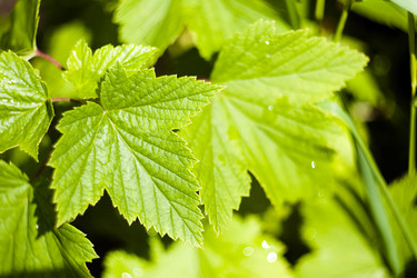 Similar image 1116240