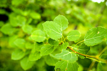 Similar image 1116243