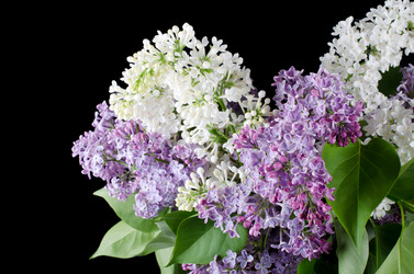 Similar image 1116522