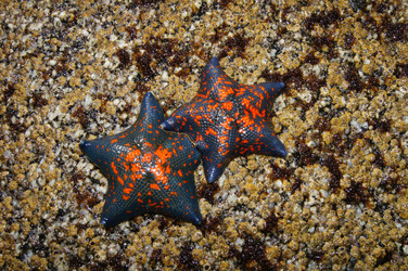 Similar image 1116594