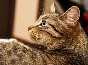 Similar image 1116595