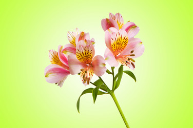 Similar image 1116856